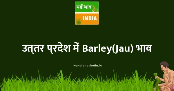 Barley(Jau) भाव